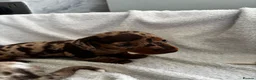 Miniature Dachshund dogs for sale: Tiny Miniature Dachshunds for sale!!!  - Advert 18