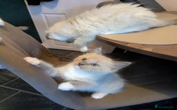 Ragdoll cats for sale: Surprisingly cute,smart Ragdoll. - Image 3