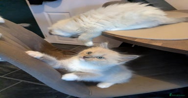 Ragdoll cats - Advert 12