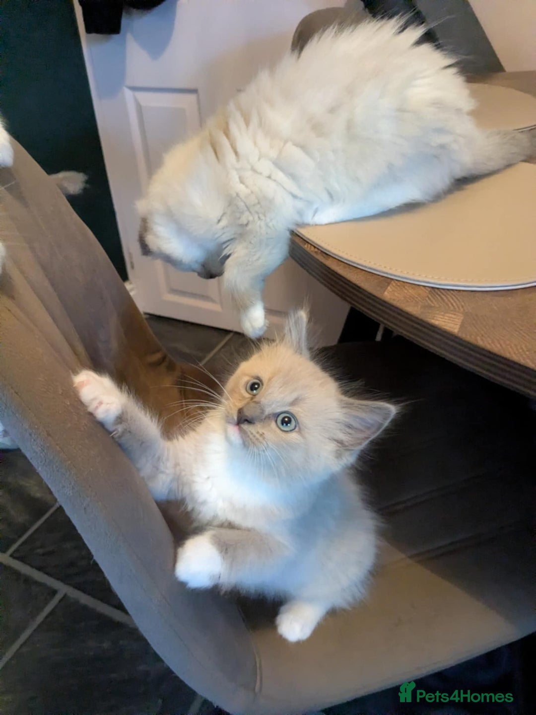 Ragdoll cats for sale: Surprisingly cute,smart Ragdoll. - Image 3