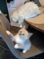 Ragdoll cats - Advert 6