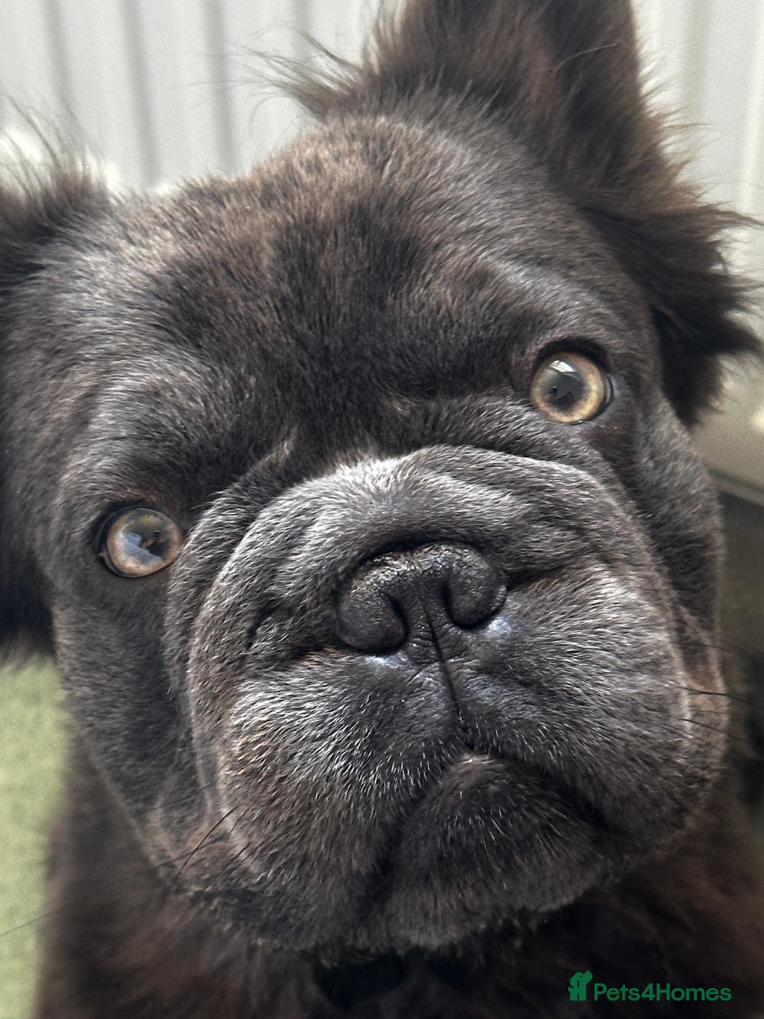 French Bulldog dogs for sale: Male Fluffy French bull dog  - Image 2