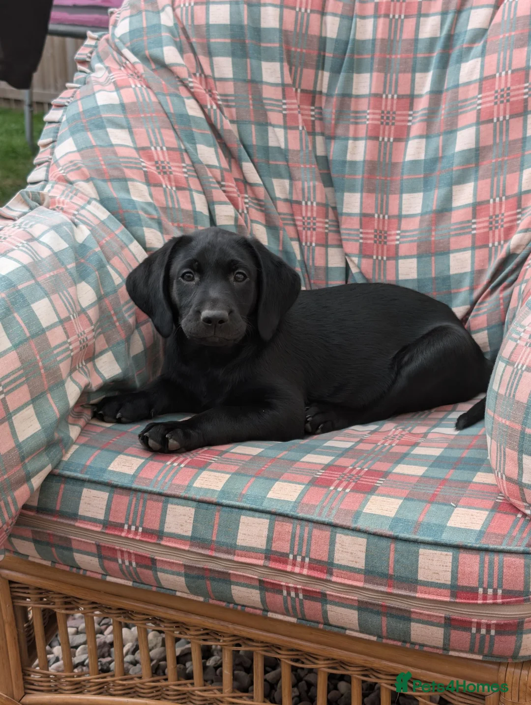 Labrador Retriever dogs for sale: Black Labradors  in Aberdeen - Advert 2