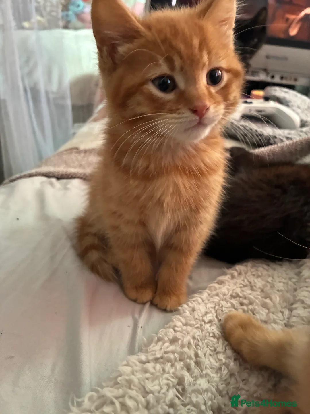 Mixed Breed cats for sale: Beautiful fluffy cuddly kittens for sale!!!  - Advert 12