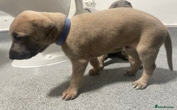 Whippet dogs for sale: Whippet Puppies - Image 6
