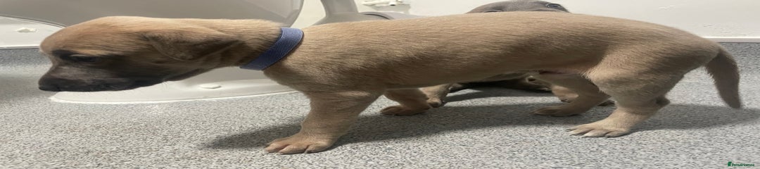 Whippet Puppy 2