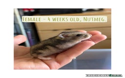 Hamster rodents for sale: Rescued Dwarf Hamsters For Adoption  - Image 7
