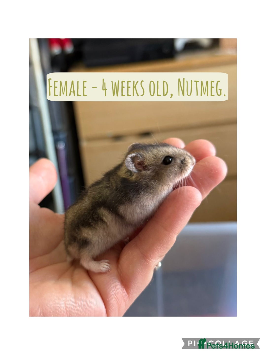 Hamster rodents for sale: Rescued Dwarf Hamsters For Adoption  - Image 7