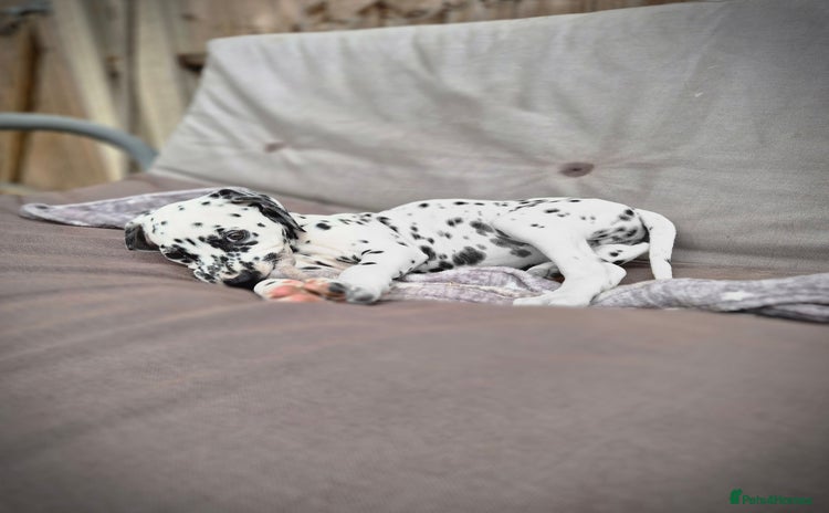 Dalmatian dogs - Advert 1