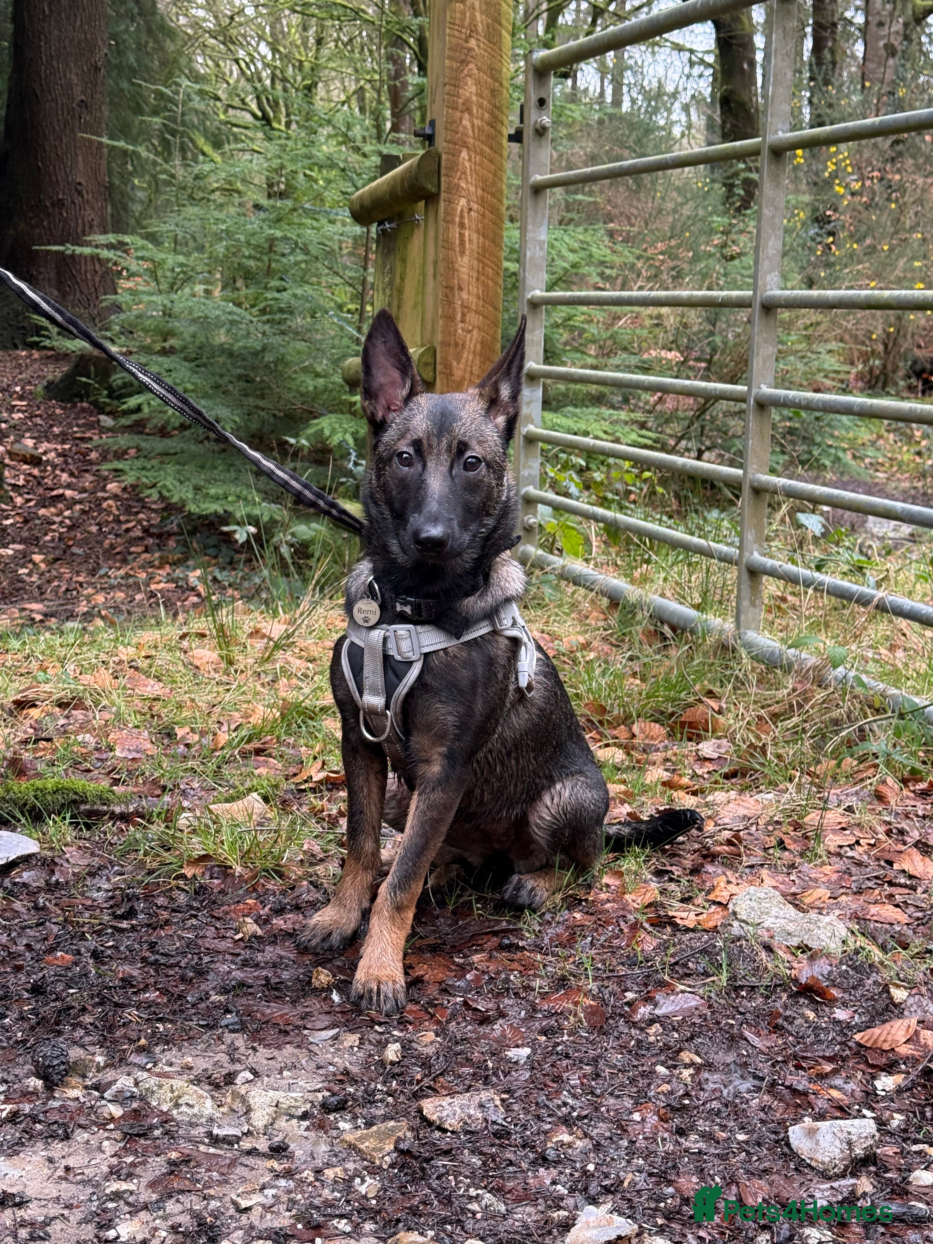 Mixed Breed dogs Malinois puppy - Advert 1