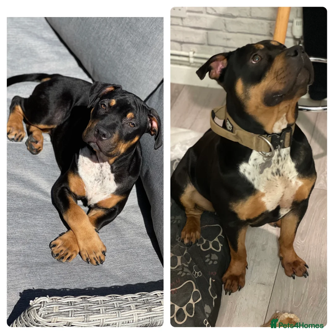 Mixed Breed dogs for sale: Beautuful bully - Advert 8