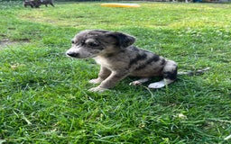 Mixed Breed dogs for sale: Lurcher x lab pups READY NOW!! - Image 17