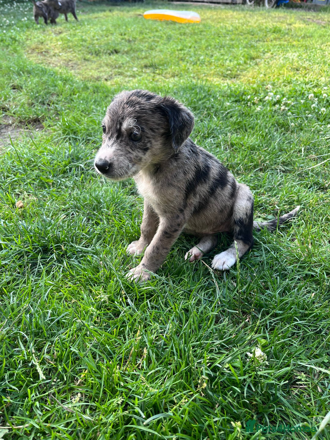Mixed Breed dogs for sale: Lurcher x lab pups READY NOW!! - Image 17