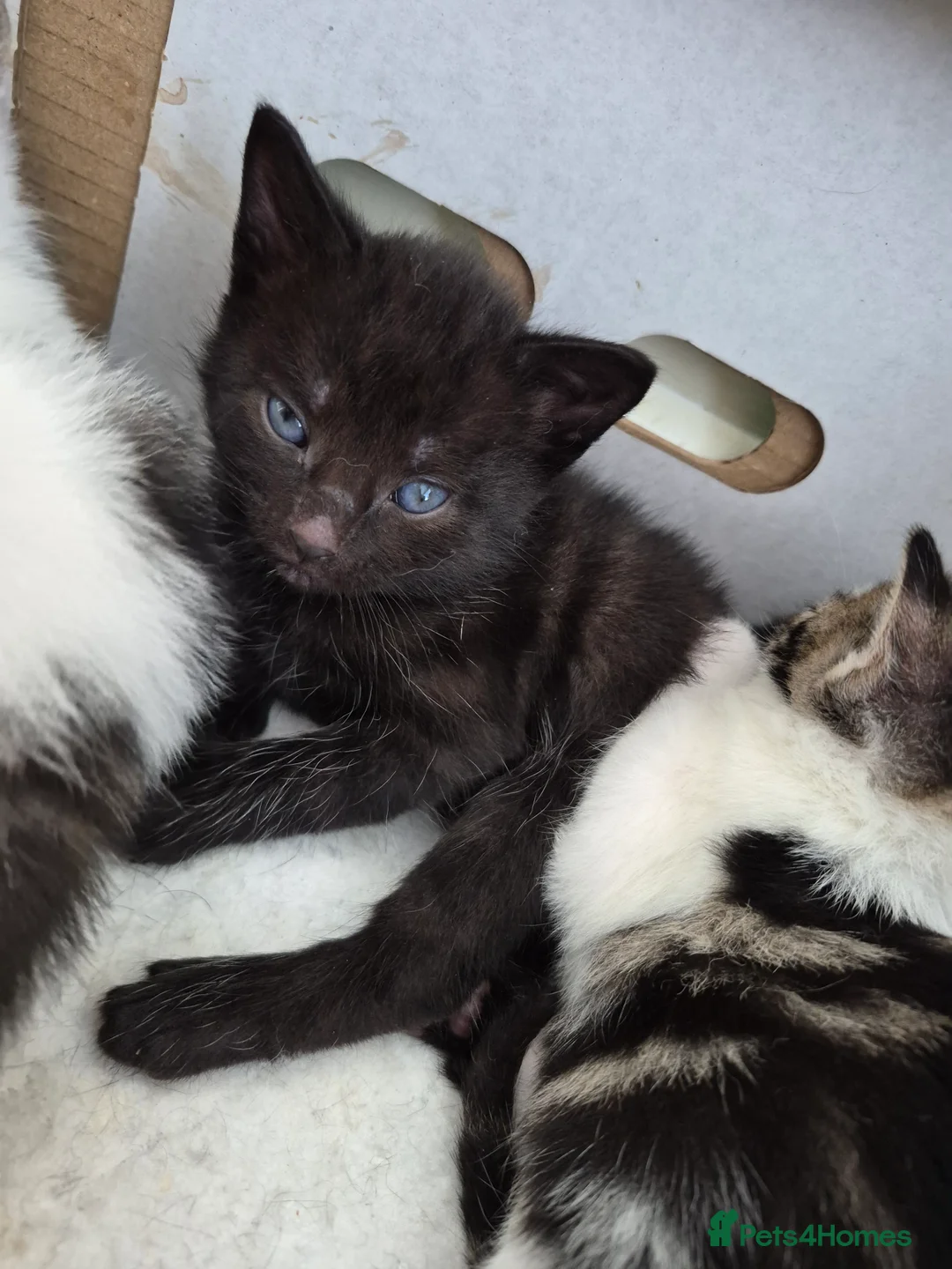 Mixed Breed cats for sale: Kittens  - Advert 14