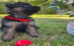 German Shepherd dogs for sale: Long haired straight backed German Shepherd pups. - Image 7