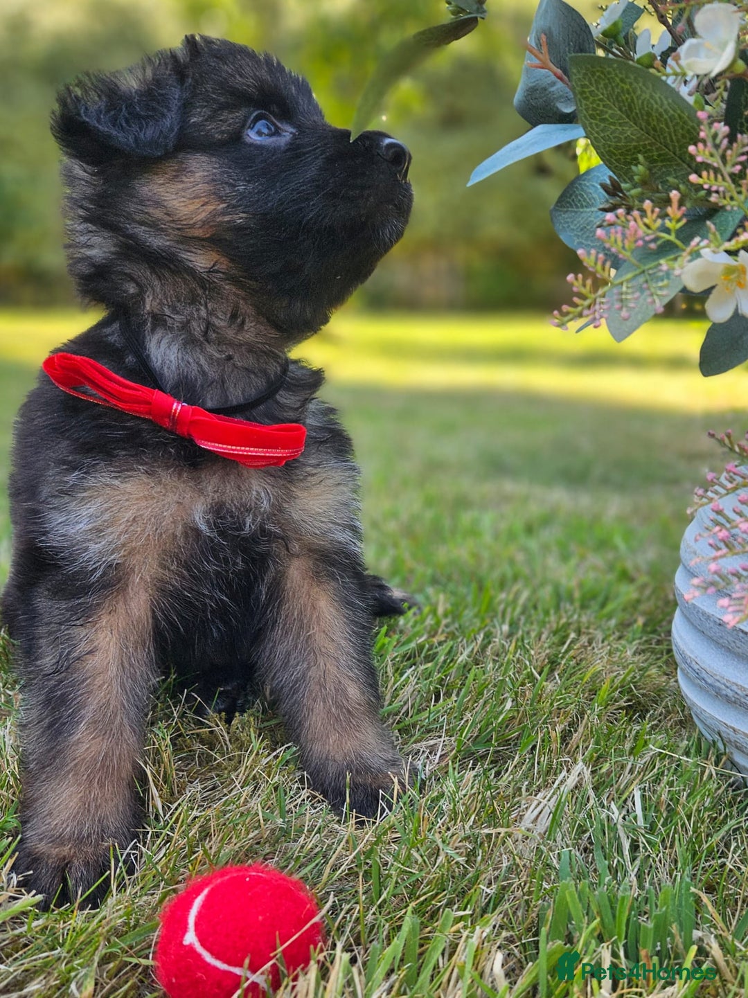 German Shepherd dogs for sale: Long haired straight backed German Shepherd pups. - Image 7