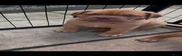 Dogue De Bordeaux dogs for sale: Stunning KC Dogue de Bordeaux Puppies - Advert 7
