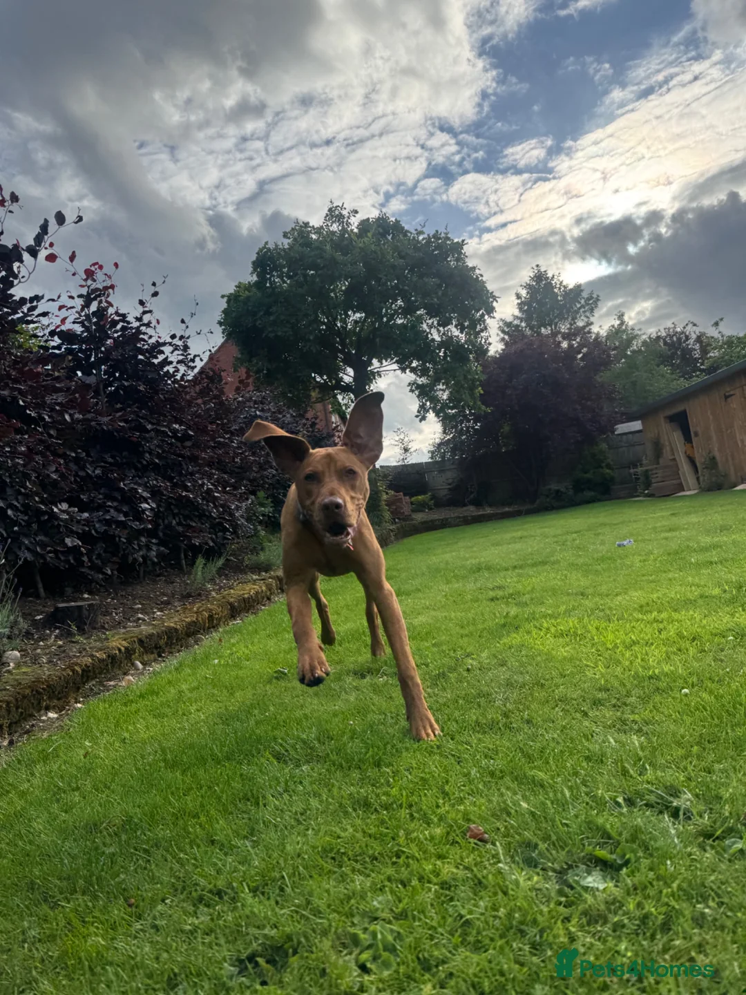Hungarian Vizsla dogs for sale: Hungarian Vizsla (Bert) - Advert 2
