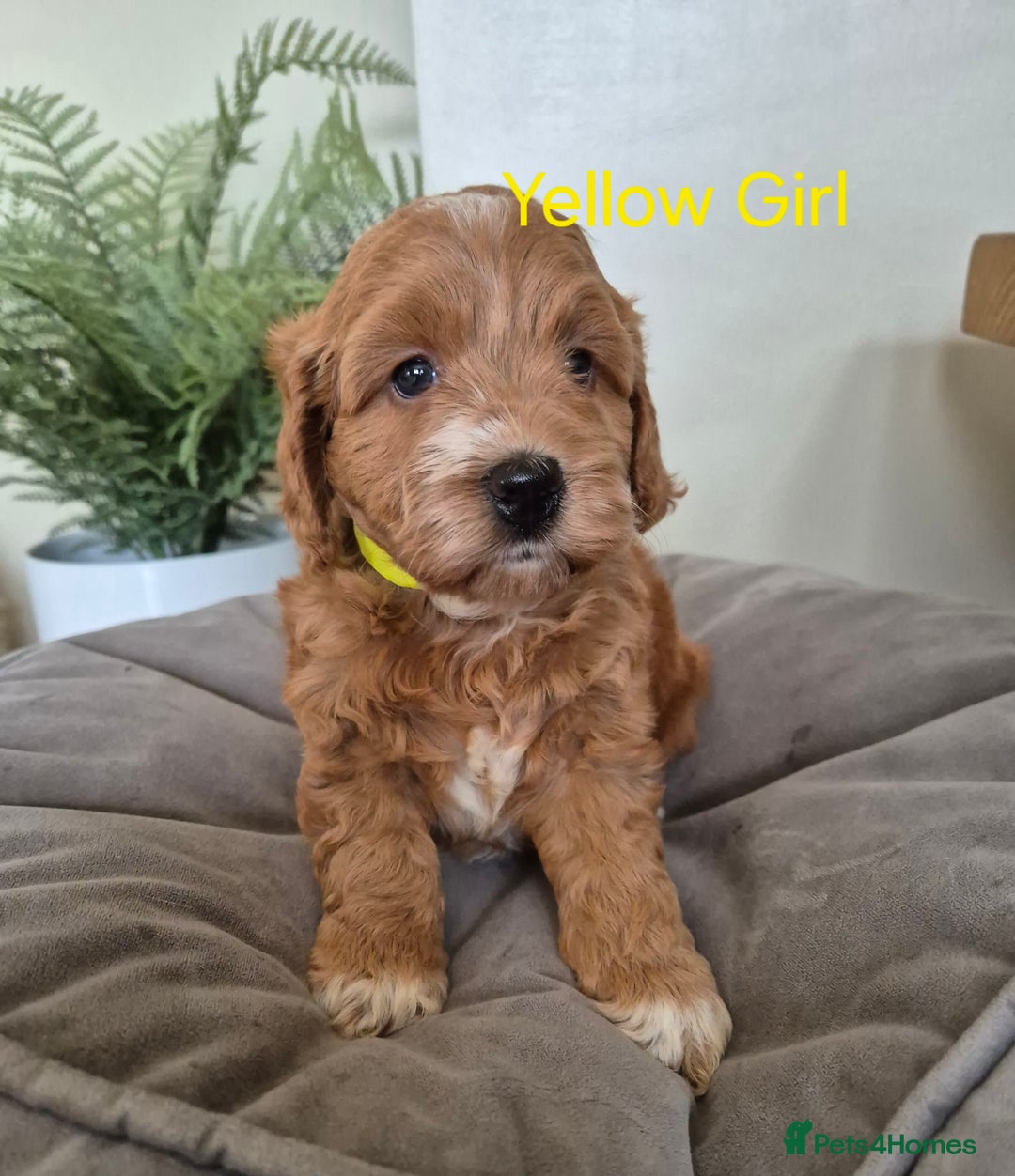 Cockapoo dogs for sale: QUALITY F1 COCKAPOOS - Image 8