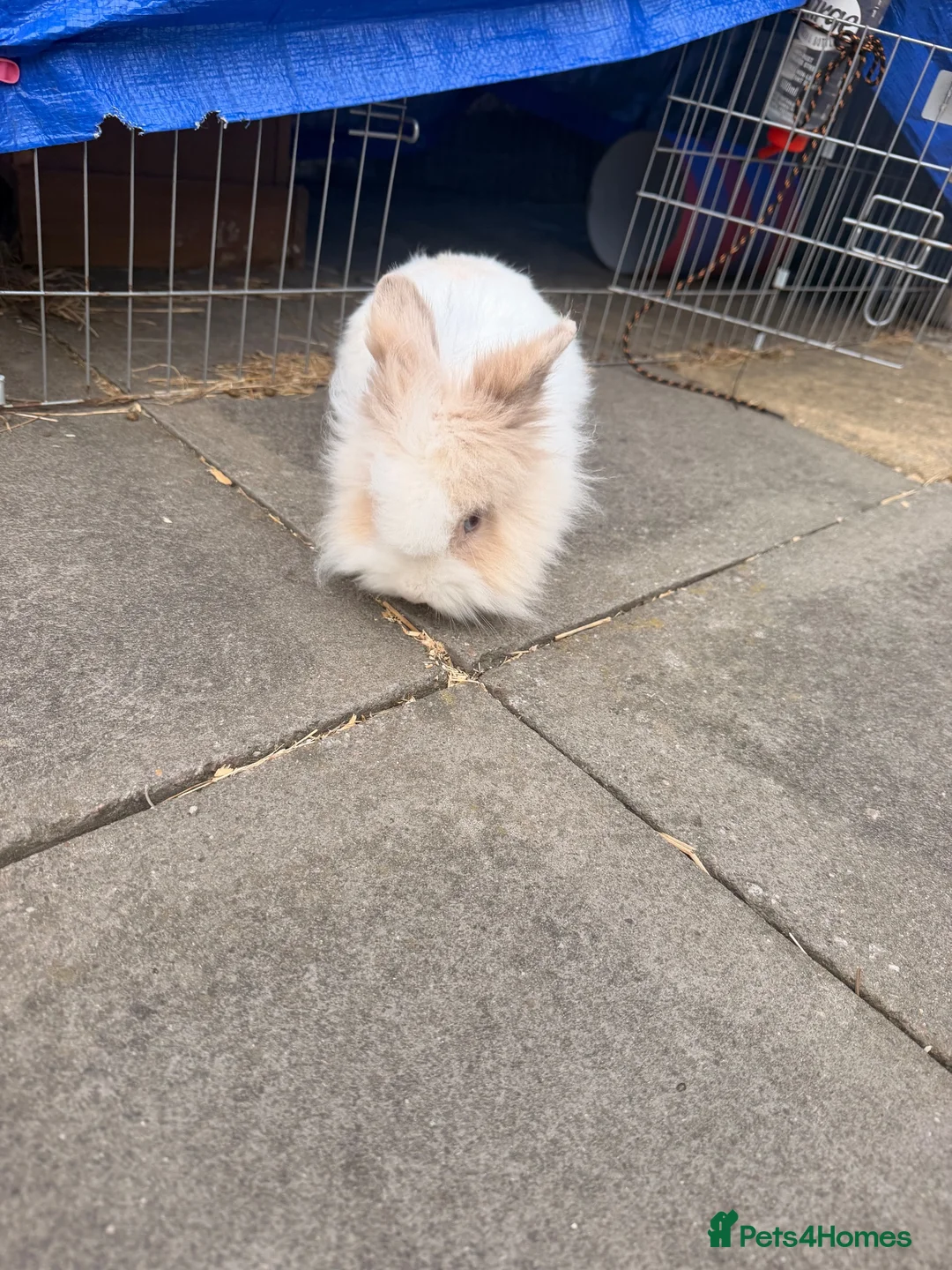Lionhead rabbits for sale: Male lion head bunny free to a good home  in Milton Keynes - Advert 2