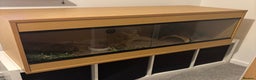 Python Snake reptiles for sale: Ball Python  - Advert 2