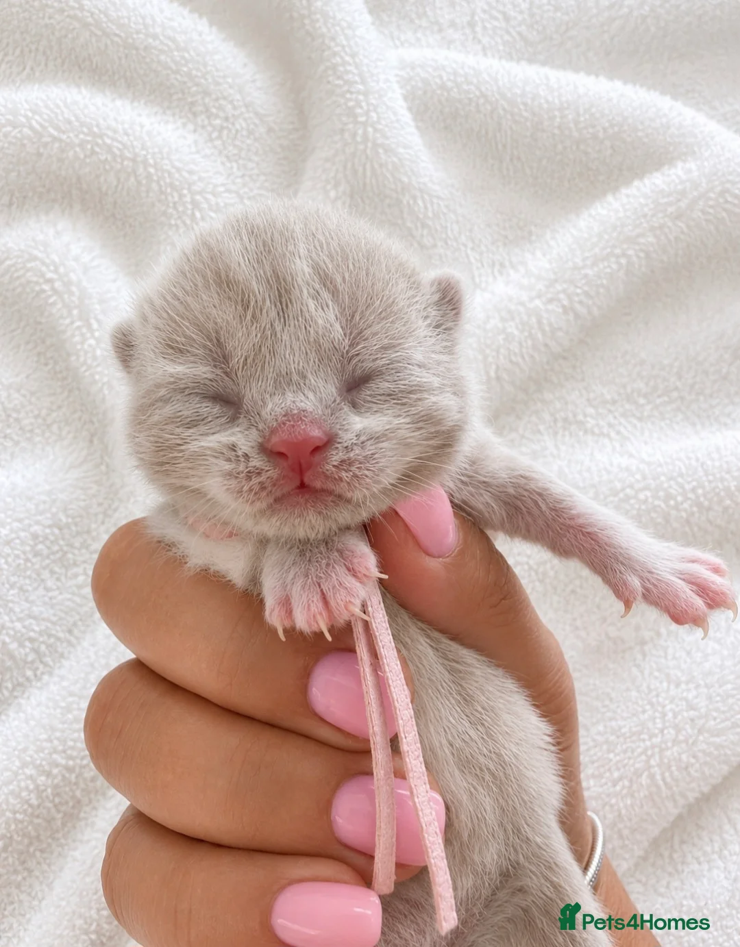 British Shorthair cats for sale: Supreme GCCF Registered British Shorthair  - Advert 2