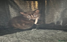 Mixed Breed cats for sale: Beautiful Black & White Kittens  - Image 10