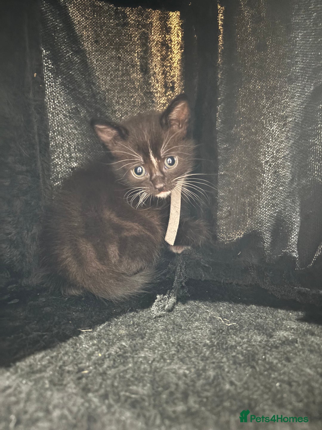 Mixed Breed cats for sale: Beautiful Black & White Kittens  - Image 10