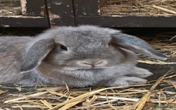 Mini Lop rabbits for sale: Mini lop bunnies  - Image 4
