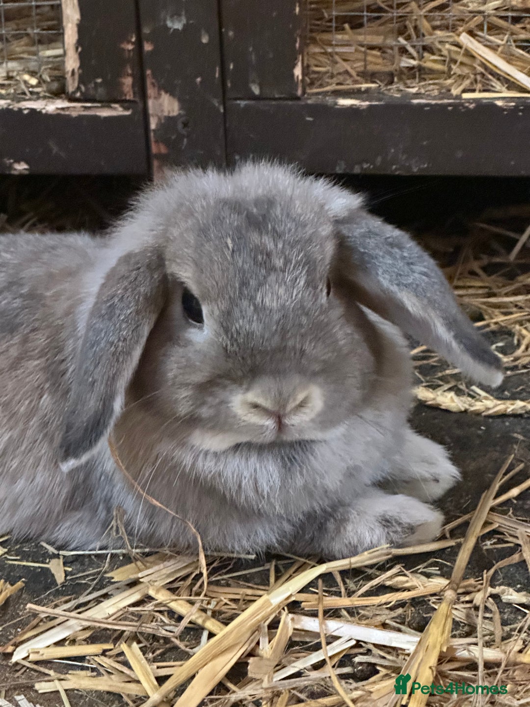 Mini Lop rabbits for sale: Mini lop bunnies  - Image 4