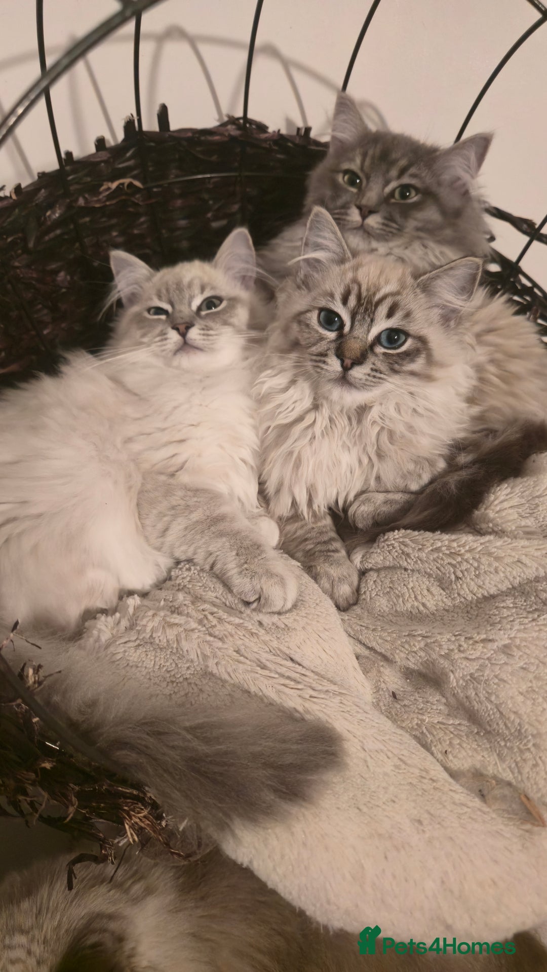 Ragdoll cats for sale: Adorable Ragdoll cross Scottish Straight - Advert 16