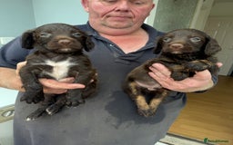 Sprocker dogs for sale: A beautiful litter 11 Sprocker Spaniel Puppies .   - Image 5