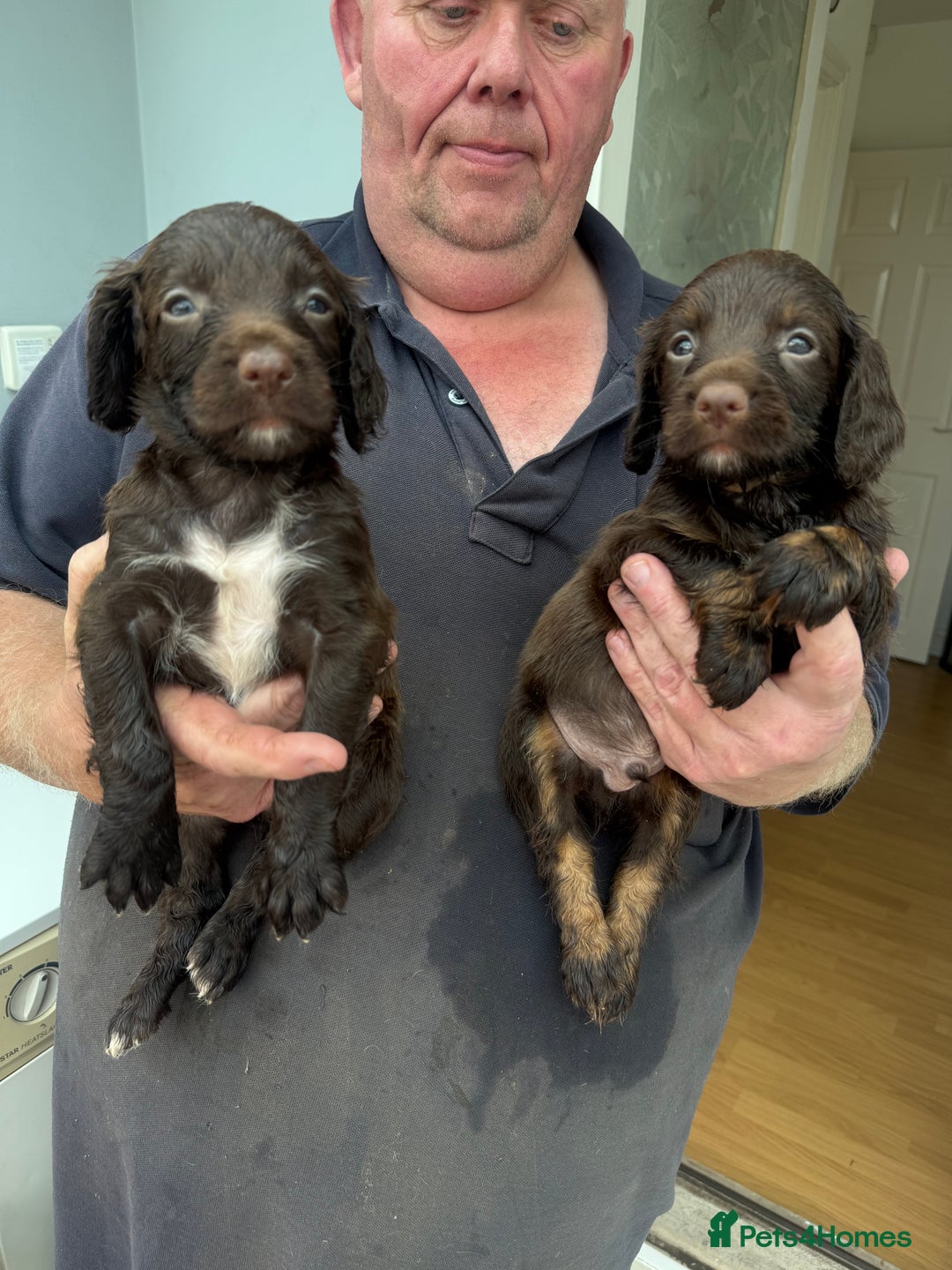 Sprocker dogs for sale: A beautiful litter 11 Sprocker Spaniel Puppies .   - Image 5