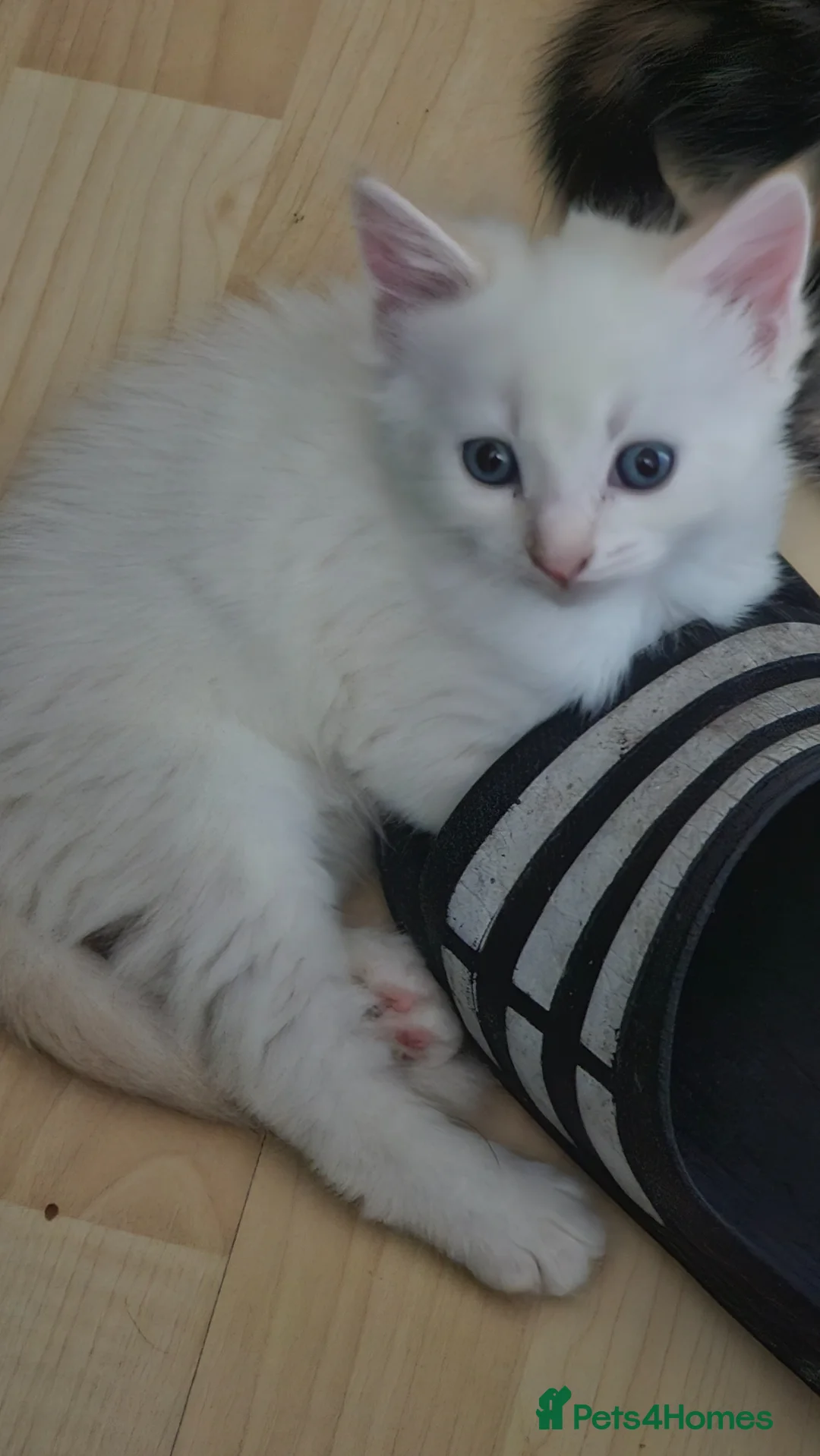 Mixed Breed cats for sale: 3 playful kittens - Advert 7