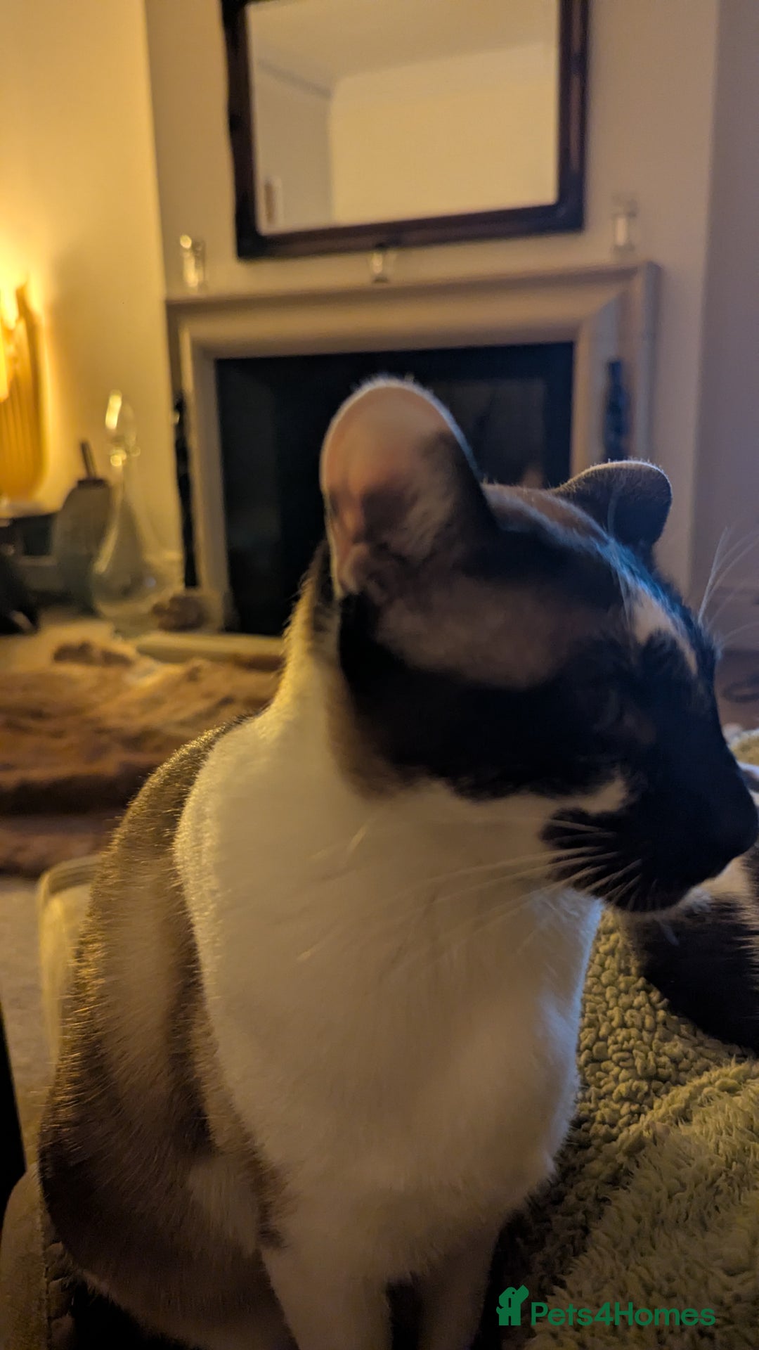Oriental cats for sale: Blue Eyed Millie 3yr Old Oriental Shorthair Girl - Advert 21