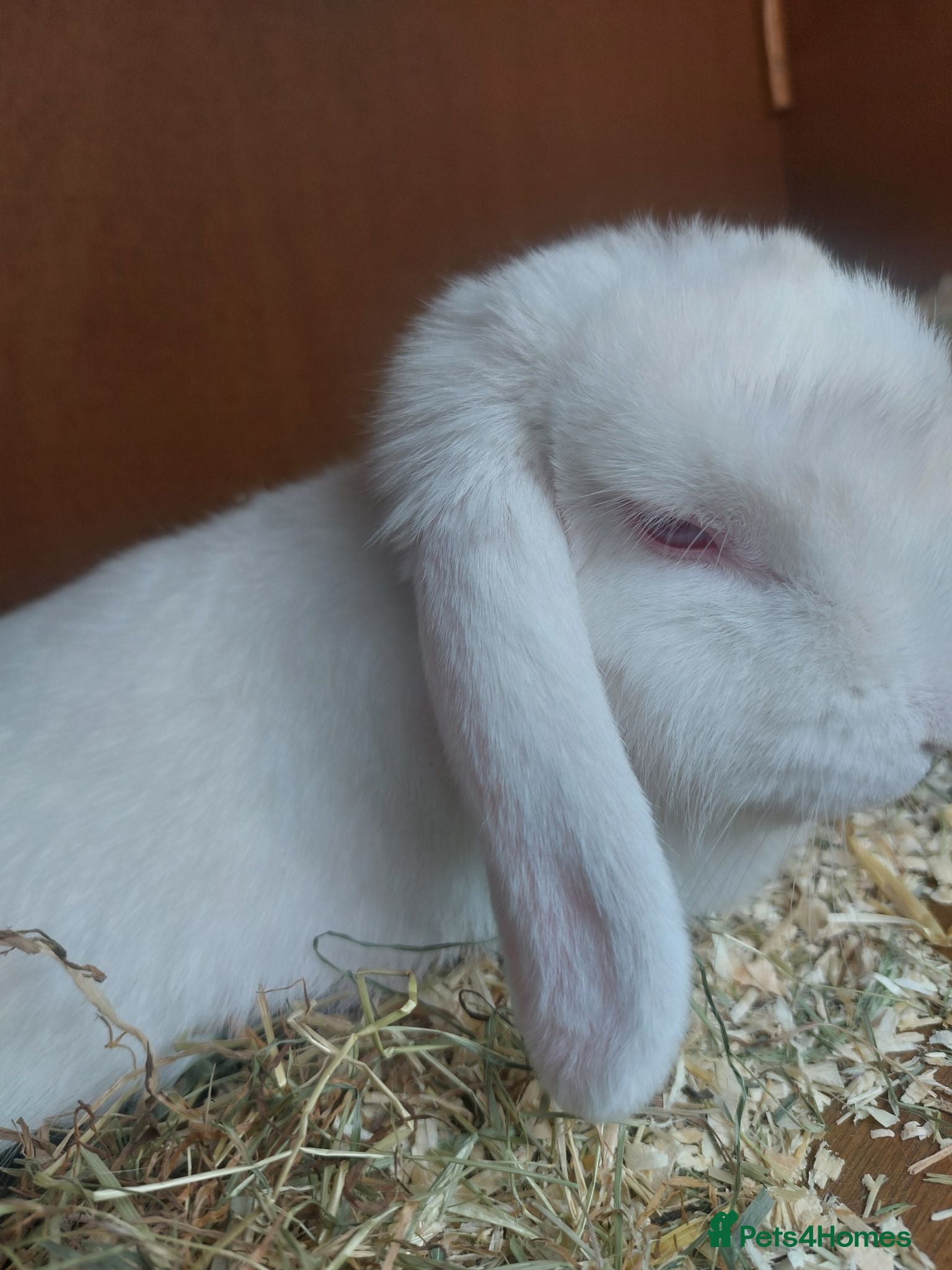 English Lop rabbits Pure bread lop  - Advert 9