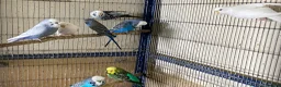 Budgerigars birds for sale: 8 budgies searching for their new homes  - Advert 12