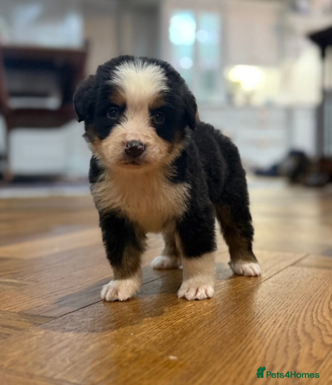 Bernese Mountain Dog dogs for sale: Bernese Mountain Dog Pups  - Image 20