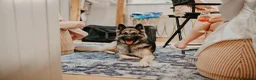 German Shepherd dogs for sale: Xena  - Advert 4