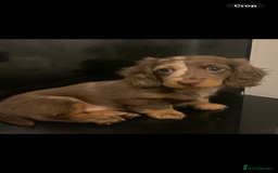 Dachshund dogs for sale: Dachshund puppies  - Image 15