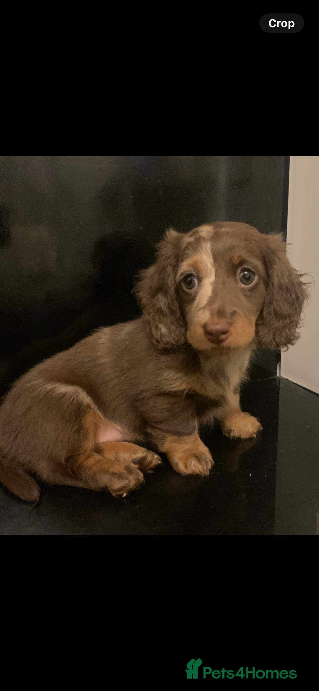 Dachshund dogs for sale: Dachshund puppies  - Image 15
