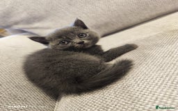 Scottish Fold cats for sale: Playful Scottish Fold & Straight Kittens for Sale! - Image 8