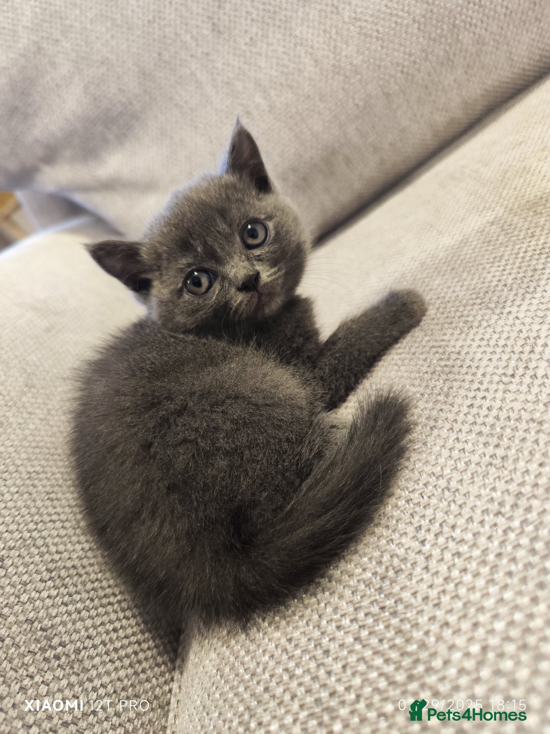 Scottish Fold cats for sale: Playful Scottish Fold & Straight Kittens for Sale! - Image 8