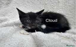 Mixed Breed cats for sale: 5 kittens looking for a home - Image 2