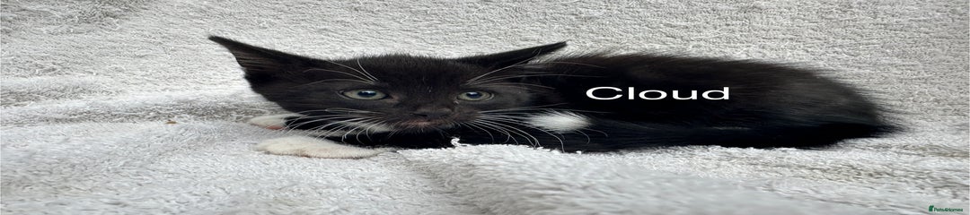 Cloud