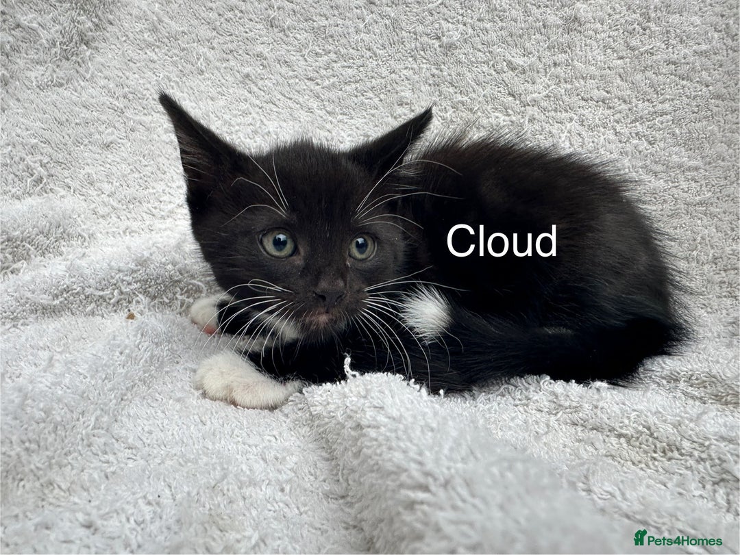 Mixed Breed cats for sale: 5 kittens looking for a home - Image 2