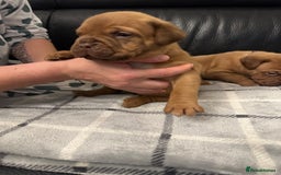 Dogue De Bordeaux dogs for sale: Stunning litter kc Dogue de Bordeaux puppies - Image 5