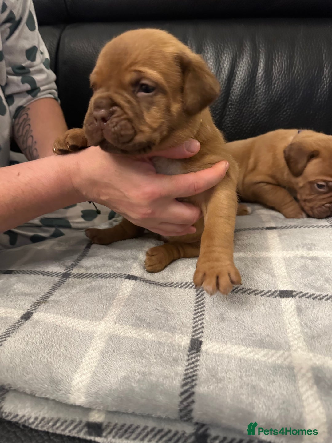Dogue De Bordeaux dogs for sale: Stunning litter kc Dogue de Bordeaux puppies - Image 5