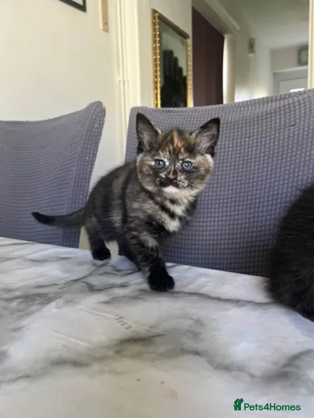 Ragdoll cats for sale: Beautiful Ragdoll Tortishell Kittens for sale! - Image 16