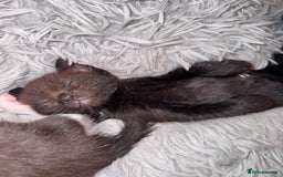 Mixed Breed cats for sale: 4 beautiful kittens, Bengal & British shorthair - Image 13